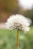 di stagione fiore su un' sfondo di sole raggi. dente di leone utile per vita prato pianta foto