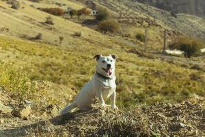 un' animale domestico cane passeggiate all'aperto. di razza razza Jack russell terrier maschio foto