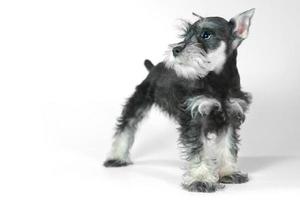 simpatico cucciolo di cane schnauzer in miniatura su bianco foto