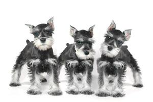 simpatico cucciolo di cane schnauzer in miniatura su bianco foto
