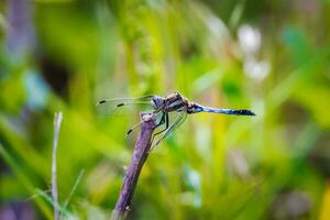 bellissimo sfondo con un' libellula su un' pianta foto