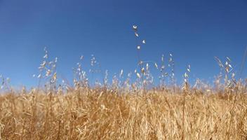 campo di grano dorato brillante con un bel cielo