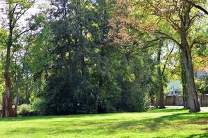 verde alberi nel il città parco foto