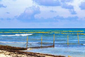 alga marina sargazo netto caraibico spiaggia acqua playa del Carmen Messico. foto