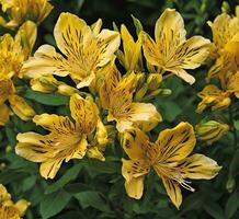 ai generato giallo fiori di alstroemeria foto