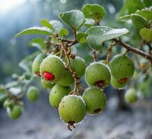 ai generato verde bergamotto frutta su il albero con rugiada gocce foto