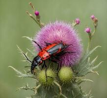 ai generato scarabeo rosso Coccinellidae su cardo foto