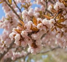 ai generato ciliegia fiorire nel molla, avvicinamento di rosa fiori foto