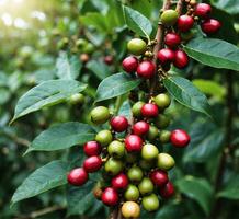 ai generato caffè fagioli maturazione su albero nel caffè piantagione. fresco arabica caffè fagioli maturazione su il albero. foto