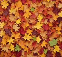 ai generato autunno acero le foglie sfondo. colorato autunno acero le foglie sfondo. foto