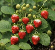 ai generato fragola pianta nel crescita a il verdura giardino, avvicinamento di foto