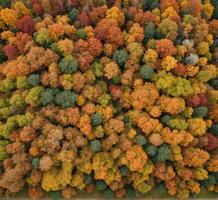 aereo Visualizza di autunno foresta con colorato alberi. fuco fotografia. foto