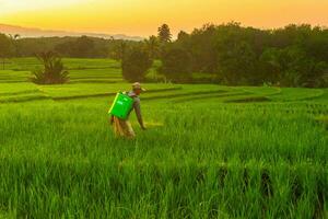 il bellezza di il mattina panorama con Alba nel Indonesia villaggio foto