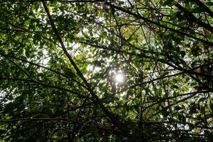 luce del sole attraverso di spessore verde fogliame foto