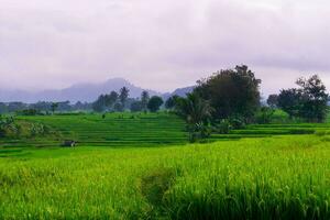 il bellezza di il nebbioso mattina panorama con Alba e riso i campi nel bengkulu foto