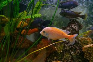 pseudotropheus zebra, rosso africano ciclidi mbuna nuoto nel acquario foto