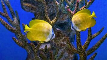 bellissimo luminosa giallo pesce nuoto nel il acquario, sunburst pesce farfalla, chaetodon kleinii foto