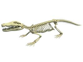 coccodrillo scheletro animale anatomia 3d interpretazione foto