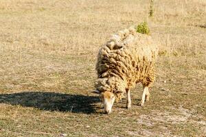 bellissimo martinetti pascolare su il azienda agricola foto