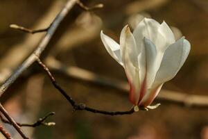 bellissimo magnolia fiori con acqua goccioline foto