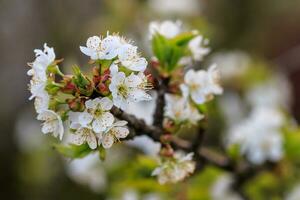 bellissimo fioritura di frutta alberi ciliegia foto