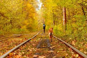 autunno foresta attraverso quale un vecchio tram cavalcate Ucraina e rosso cane foto