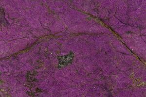 macro minerale pietra purpureo, viola purpurite nel il razza un' bianca sfondo foto