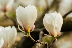 macro fioritura magnolia su un' avvicinamento ramo foto