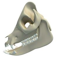maiale cranio animale anatomia 3d interpretazione su bianca sfondo foto