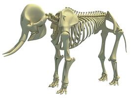 elefante scheletro animale anatomia 3d interpretazione foto