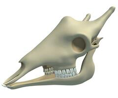 giraffa cranio animale anatomia 3d interpretazione su bianca sfondo foto