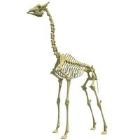 giraffa scheletro anatomico animale 3d interpretazione su bianca sfondo foto