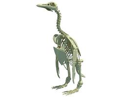 pinguino scheletro anatomia 3d interpretazione su bianca sfondo foto
