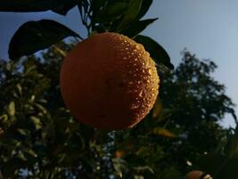 fresco arancia a arancia albero nel giardino foto