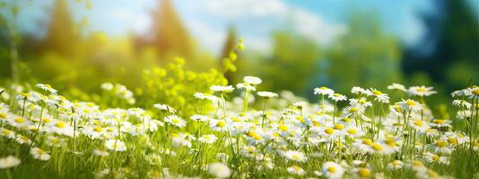 ai generato bellissimo sfocato primavera sfondo natura con fioritura radura camomilla, alberi e blu cielo su un' foto