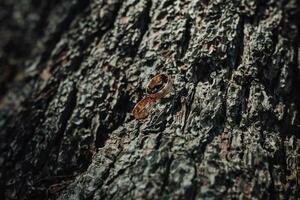 nozze fotografia. vicino su nozze anelli menzogna su il abbaiare di un' albero. sorprendente elegante nozze anelli vicino un' rustico ghirlanda su un' albero nel foto