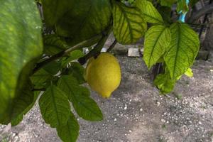 2021 08 01 limone di gargnano foto