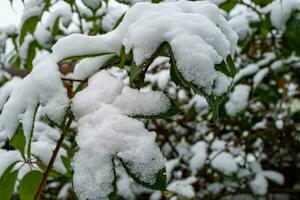 neve coperto rami foto