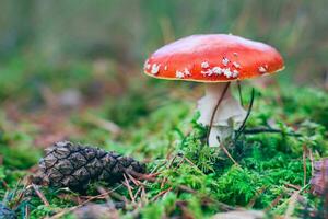 maturo amanita muscaria, conosciuto come il volare agarico o volare amanita. guarigione e medicinale fungo con rosso berretto in crescita nel foresta. può essere Usato per micro dosaggio, spirituale pratiche e sciamano rituali foto