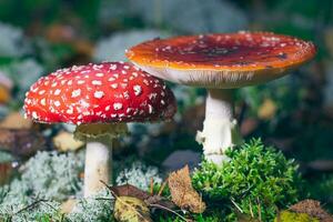 maturo amanita muscaria, conosciuto come il volare agarico o volare amanita. guarigione e medicinale fungo con rosso berretto in crescita nel foresta. può essere Usato per micro dosaggio, spirituale pratiche e sciamano rituali foto