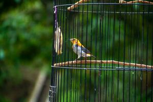 ritratto di un' uccello nel un' gabbia o gabbia. foto