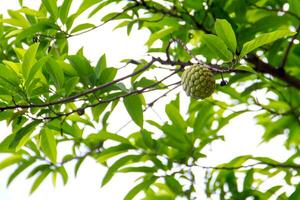 srikaya è un' pianta appartenente per il genere annona quale ha origine a partire dal tropicale le zone. foto