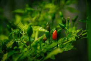 piccolo peperoncini o peperoncino di Cayenna peperoni quello siamo ancora su il albero. foto