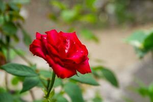 Rose siamo erbaceo impianti, il alberi avere spine foto