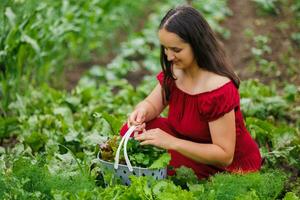 un' donna nel un' rosso vestito raccoglie lattuga foglie, rucola, aneto, coriandolo, prezzemolo nel il giardino. in crescita biologico verdura e erbe aromatiche per cucinando. concetto di salutare mangiare. foto ritratto