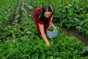 un' donna nel un' rosso vestito raccoglie lattuga foglie, rucola, aneto, coriandolo, prezzemolo nel il giardino. in crescita biologico verdura e erbe aromatiche per cucinando. concetto di salutare mangiare foto