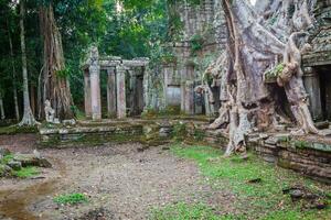 albero radice troppo cresciuto parti di antico preah khan tempio a Angkor wat la zona nel Cambogia foto