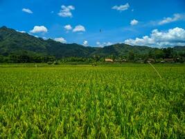 Visualizza di un' verde riso azienda agricola nel il campagna, con un' sfondo di colline e blu cielo. foto