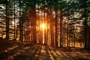 bellissimo foresta paesaggio foto