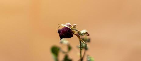 concetto tiro di il sfondo tema, involucro carta, secco Rose altro fiori e altro disposizioni. amore foto